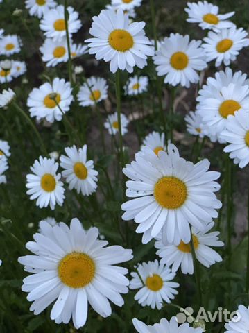 Ромашка садовая, Маргаритки Флоксы