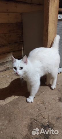 Кошечка ищет дом