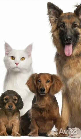 Передержка собак и кошек