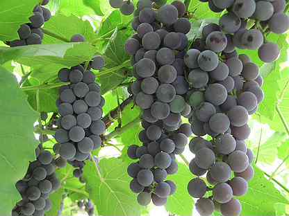 Винный виноград изабелла