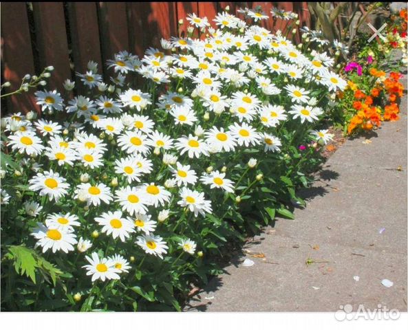 Ромашка садовая