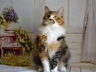 Курильский бобтейл кошка 2.5 года объявление продам
