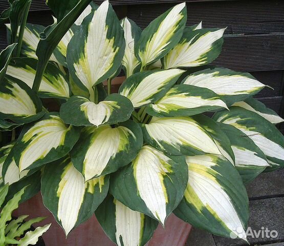 Хоста «Колор Фестиваль»