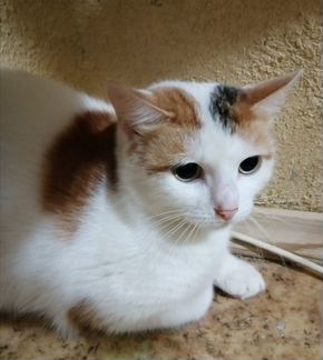 Трёхцветка Лиза ищет дом