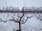 Зимняя обрезка плодовых деревьев объявление продам