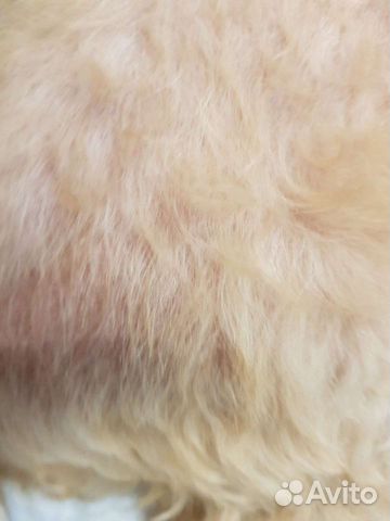 Шерсть собачья - пудель