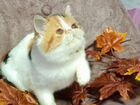 Кошки Экзотическая и персидская объявление продам