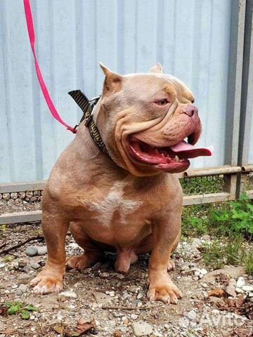 Американские булли - женихи