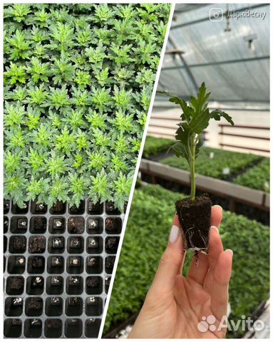 Черенок Хризантемы на срез