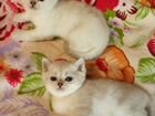 Котенок британской серебристой шиншиллы объявление продам