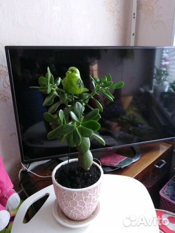 Толстянка, Денежное дерево, Крассула