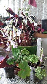 Кислица оксалис