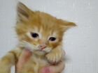 Котенок рыжинький мальчик к лотку приучен к лотку
