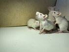 Крысята дамбо крыса стандарт объявление продам