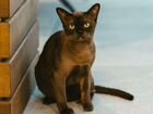 Бурманские котята из питомника объявление продам