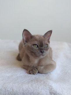 Бурманские котята