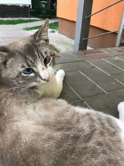 Тайский кот (породистый) в заботливые руки