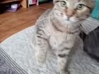 Курильского бобтейла котята объявление продам