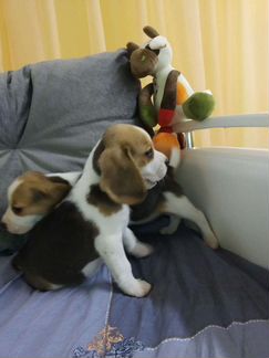 Девочки бигль