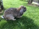 Вязка кроликов объявление продам