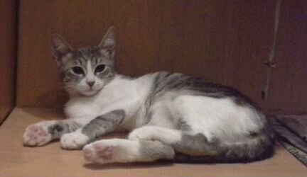 Кошка
