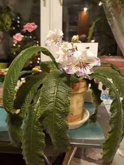 Стрептокарпус