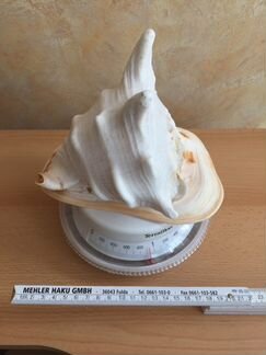 Раковина морская большая