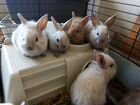Декоративные карликовые мини кролики объявление продам