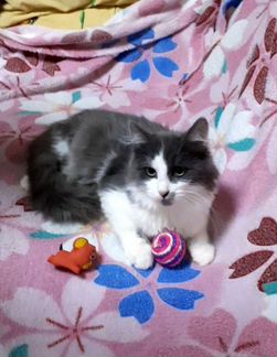 Котёнок мальчик 4 с половиной месяца