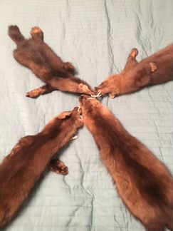 Шкуры соболя