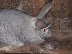 Кролики фландр самцы