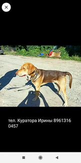 Собака найдена, русская гончая