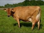 Продам Коров породы Джерсейская объявление продам