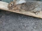 Кролики Фландер объявление продам