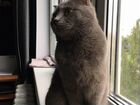 Британская ищем кота для вязки