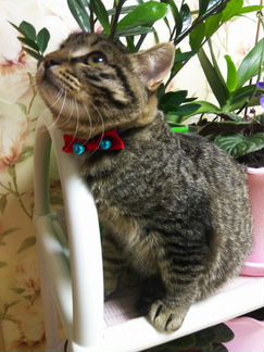 Котенок Тигруша