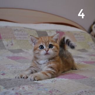 Котята британской шиншиллы