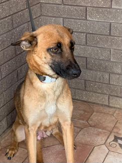 Собачка с говорящими глазами. В дар