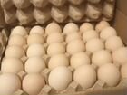 Инкубационное яйцо бройлера росс 308 Россия оптом