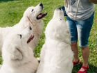 Дрессировка взрослых собак и щенков объявление продам