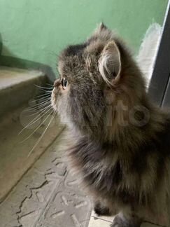 Персидская кошка в добрые руки бесплатно