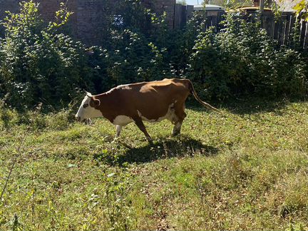 Корова и бык - фотография № 2