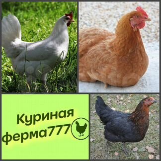 Молодняк кур-несушек, разные кроссы, скоро на яйцо