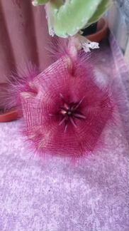 Стапелия хирсута