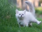 Невские Маскарадные котята с документами объявление продам