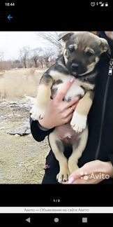 Собака в добрые руки щенок