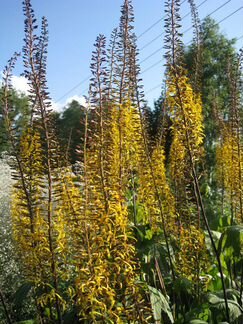 Бузульник Лисий хвост(Ligularia)