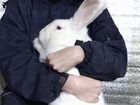 Кролики: французский гибрид Хиколь объявление продам