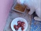 Турецкая ангора, котик, ищем ему дом, перед- ку