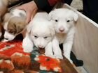 Собаки бесплатно в добрые руки щенки мама кавказец